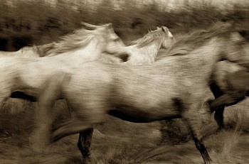 Robert Farber - Robert Farber Running Horses, ed. 25