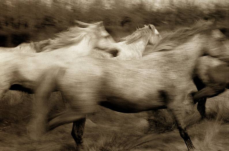 Robert Farber, Running Horses, ed. 25, 1989
fine art paper pigment print, 30 x 40 in. (76.2 x 101.6 cm)
RF130408