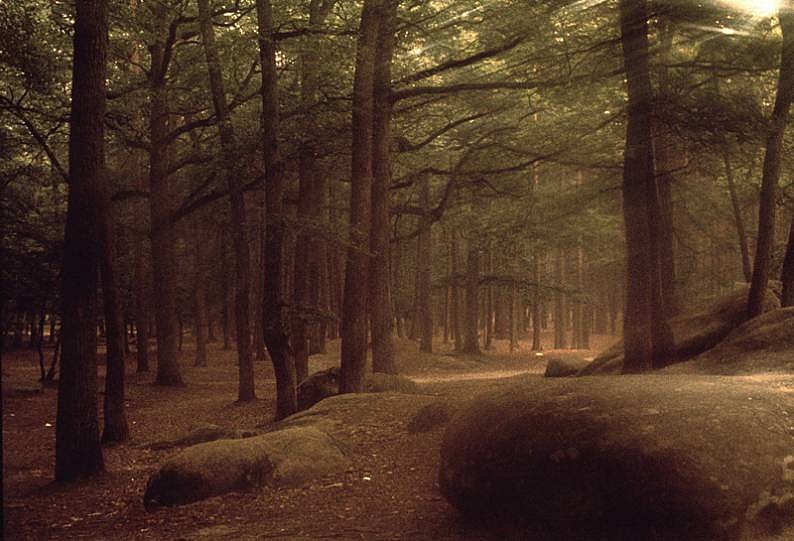 Robert Farber, Forest of Fontainebleau, Edition of 10, 1970
fine art paper pigment print, 30 x 40 in. (76.2 x 101.6 cm)
RF131082