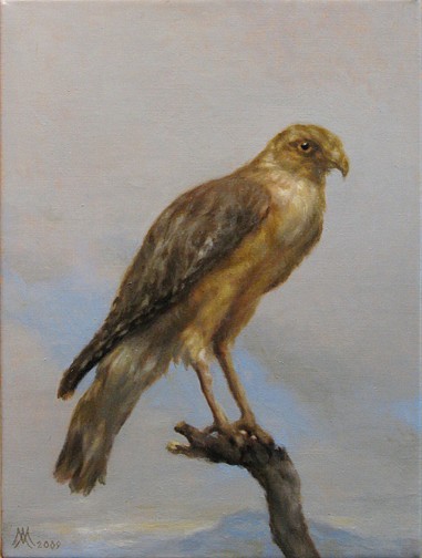 Michael Aviano, Florida Red Shouldered Hawk, 2010
oil on canvas, 16 x 12 in. (40.6 x 30.5 cm)
MA010110