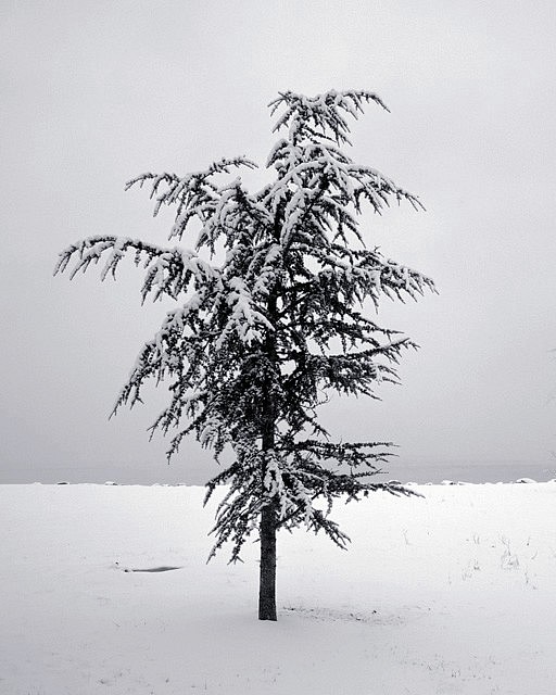 Debranne Cingari (PHOTOGRAPHY), Snowflake II, Ed. 1/10
Piezo print, 30 x 24 in. (76.2 x 61 cm)
DAC204