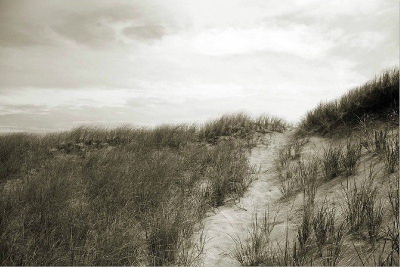 Debranne Cingari (PHOTOGRAPHY), Private Pathway, Edition of 50, 2012
Pigment Photograph, 30 x 40 in. (76.2 x 101.6 cm)
DC4332