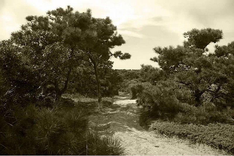 Debranne Cingari (PHOTOGRAPHY), Pathway at the Moors, Edition of 50, 2012
Pigment Photograph, 30 x 40 in. (76.2 x 101.6 cm)
DC3399