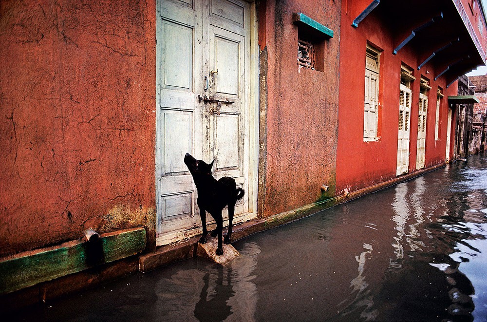 Steve McCurry, Dog on Flooded Street, 1983
FujiFlex Crystal Archive Print, (Inquire for available sizes)
INDIA-10221