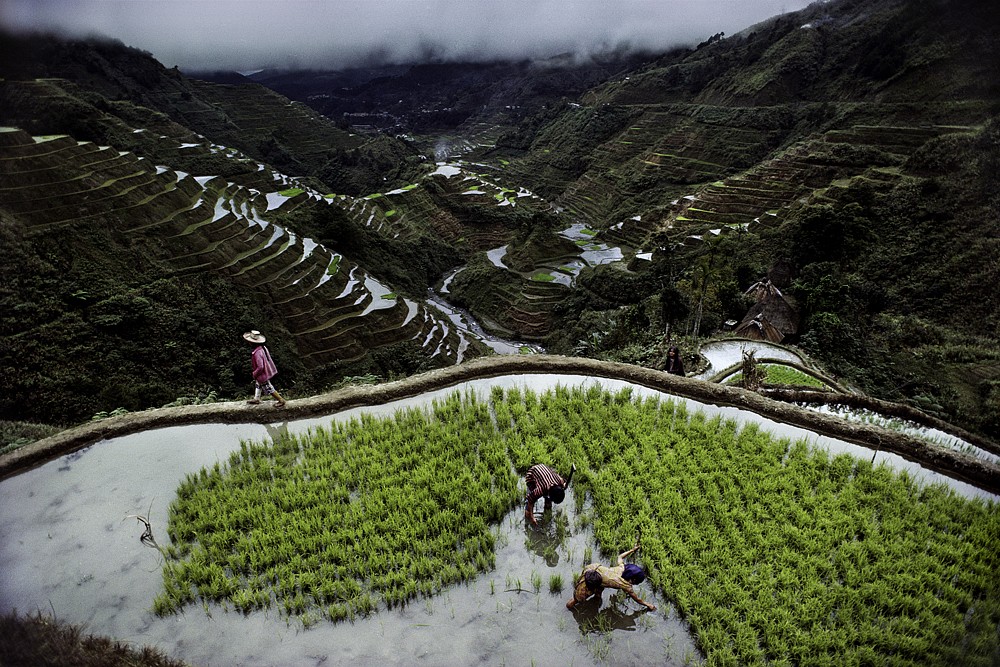 Steve McCurry, Banaue Rice Terraces, 1985
FujiFlex Crystal Archive Print, (Inquire for available sizes)
PHILIPPINES-10001NF2