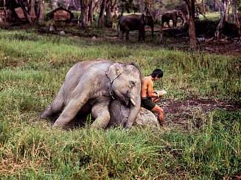 Steve McCurry - Steve McCurry Elephant and Man Reading