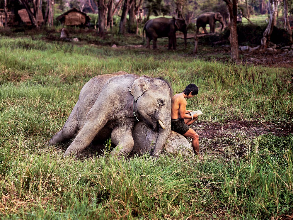 Steve McCurry, Elephant and Man Reading, 2010
FujiFlex Crystal Archive Print, (Inquire for available sizes)
THAILAND-10033