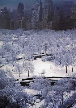 Work: Ruth Orkin White Trees
