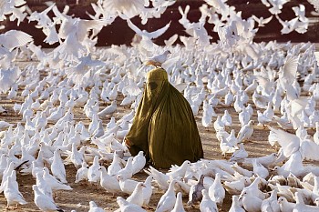 Steve McCurry - Steve McCurry Pigeon Feeding Near Blue Mosque