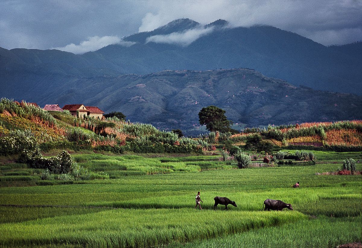 Steve McCurry, Rice Fields
FujiFlex Crystal Archive Print, (Inquire for available sizes)
NEPAL-10030NF5