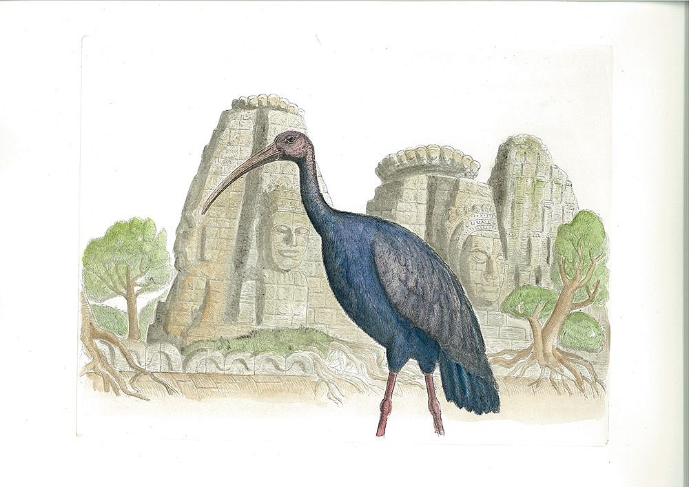 Bjorn Skaarup, Giant Ibis, Cambodia, Edition of 50, 2016
Color engraved etching, 17 1/4 x 21 1/4 in. (43.8 x 54 cm)
BS170207