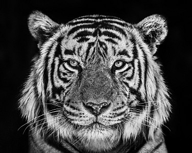 News & Events: DAVID YARROW VISITS NANTUCKET, July 5, 2019 - COE + CO Photography Gallery