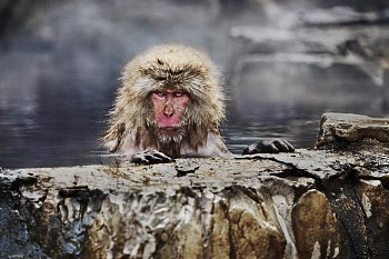 Work: Steve McCurry Snow Monkey in Jigokudani Yaen-koen Park, Japan