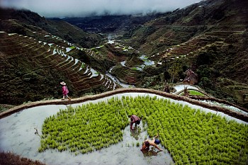 Work: Steve McCurry Banaue Rice Terraces