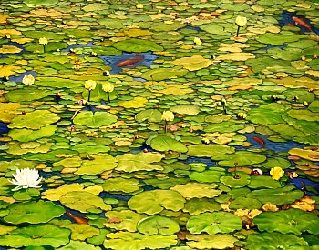 David Peikon - David Peikon Koi and Water Lilies