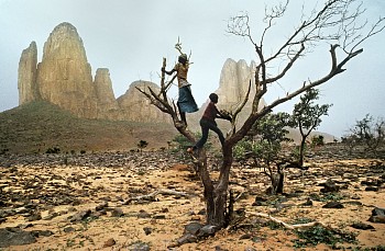Work: Steve McCurry Kids Climb Tree
