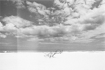 Work: Christophe von Hohenberg Driftwood II, Ed. 2/5