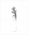 Christophe von Hohenberg, Feather, Ed. 4/6
archival pigment print