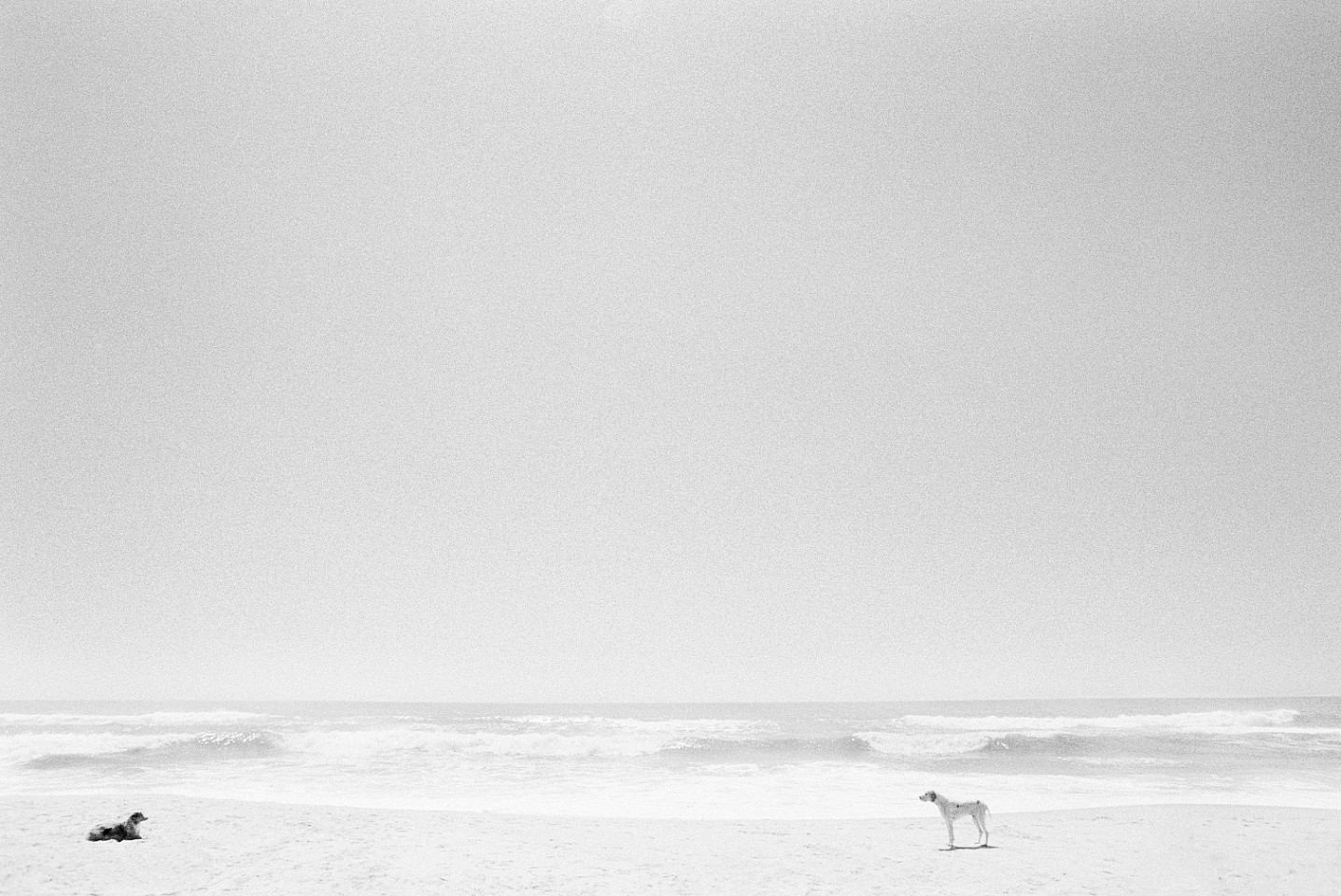 Christophe von Hohenberg, Two Dogs Social Distancing, Ed. 7/25
archival pigment print, 28 x 42 in.
CVH220204