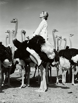 Work: Norman Parkinson Wenda and Ostriches