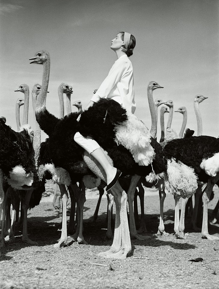 Norman Parkinson, Wenda and Ostriches, 1951
gelatin silver print, 20 x 16 in. (50.8 x 40.6 cm)
NP_FA_WP060