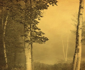 Joyce Tenneson -&nbsp;Joyce Tenneson Five Birches, AP