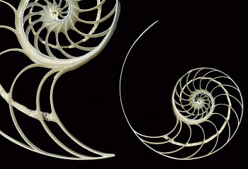 Joyce Tenneson -&nbsp;Joyce Tenneson Nautilus - Shells, AP