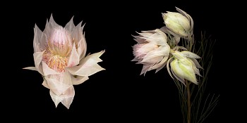 Work: Joyce Tenneson White Blushing Bride, AP