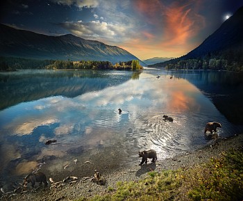 Work: Stephen Wilkes Grizzly Bears, Chilko Lake, B.C., Day to Night, Ed. 2/12
