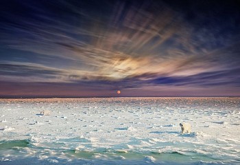 Work: Stephen Wilkes Polar Bears, Churchill, Manitoba, Canada Day to Night