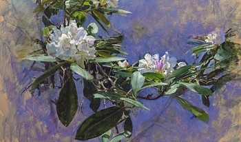 Work: Peter E. Poskas III Extending Rhododendron