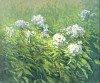 garden phlox uf