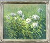 garden phlox fr