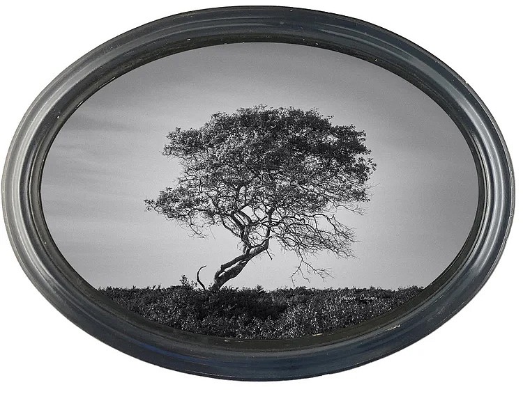 Debranne Cingari, The Sentinel, 2026
archival pigment print, 13 x 19 in. (33 x 48.3 cm)
DC260420