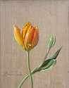 David Henry, Banja Luka Tulip
2026, oil on birch panel